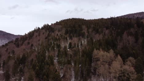 Aerial-Shot-Flying-Over-Pine-Trees-In-A-Mountain-Range