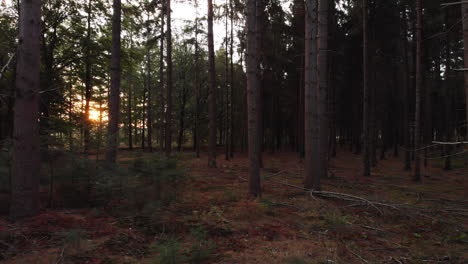 Low-to-the-forest-floor-aerial-backward-zigzag-movement-in-a-pine-forest-at-sunrise-between-the-tree-barks-flying-close-to-and-passing-the-dead-tree-branches