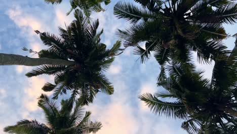 looking up while walking under palm trees, during a colorful sunset