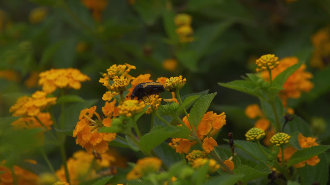 Scarabeo nero con macchie gialle che striscia su un fiore di lantana giallo brillante, esplorando petali e steli con foglie e fiori che riempiono l'inquadratura.