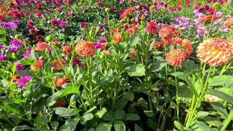 slow pan across blooming dahlias in sunlit garden, highlighting vibrant colors and lush greenery