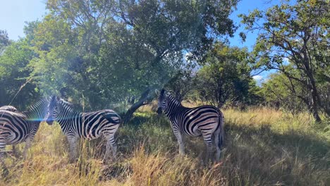 Anblick-Einer-Gruppe-Wilder-Zebras-Im-Naturschutzgebiet-In-Afrika