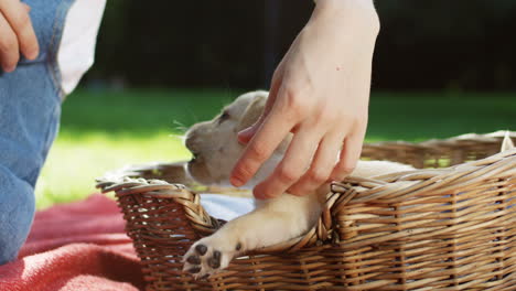 close-up view of caucasian woman hands petting and playing with a white labrador puppy in a basket in the park