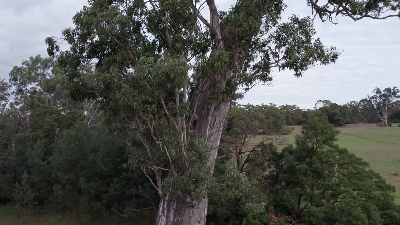 Rising drone view of the Bilston Tree, a river red gum (Eucalyptus camaldulensis), Chetwynd, western Victoria, Australia, June 2023.