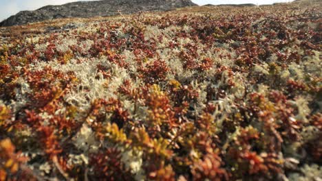 Arctic-Tundra-lichen-moss-close-up.-Found-primarily-in-areas-of-Arctic-Tundra,-alpine-tundra,-it-is-extremely-cold-hardy.-Cladonia-rangiferina,-also-known-as-reindeer-cup-lichen.