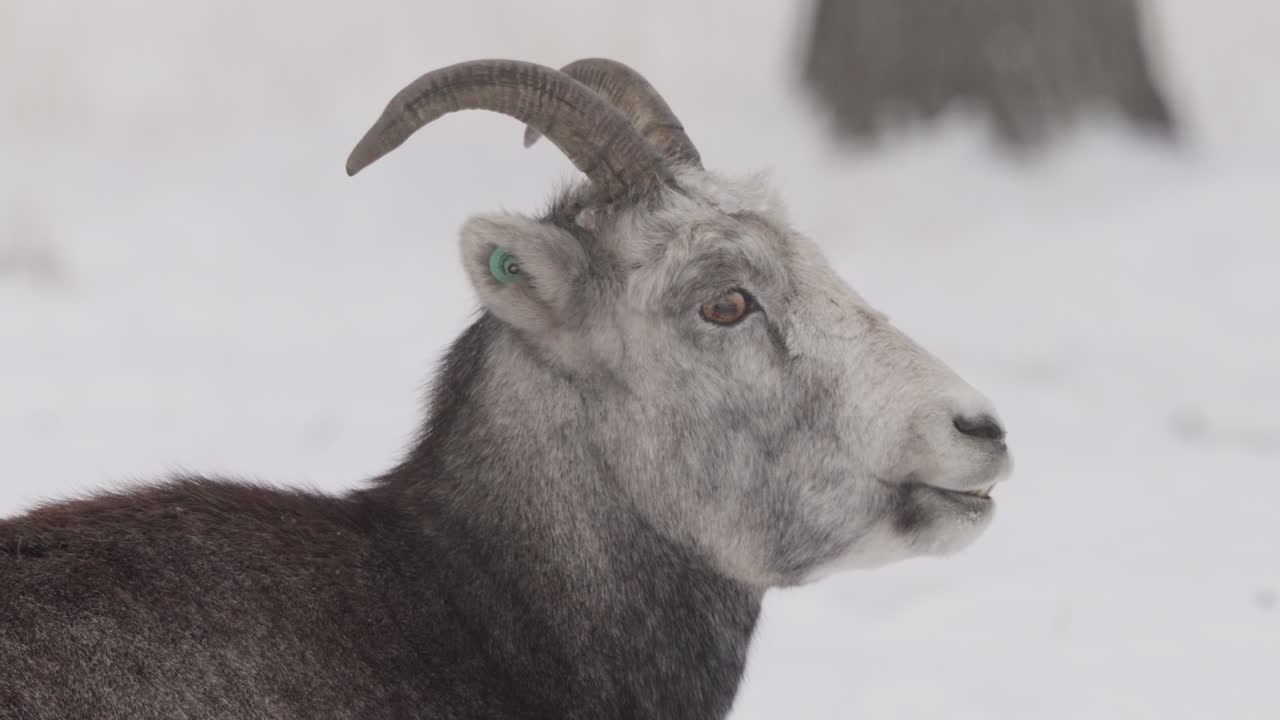 Portrait Of A Female Ewe Dall Sheep Feeding In Snow. Close-up Shot