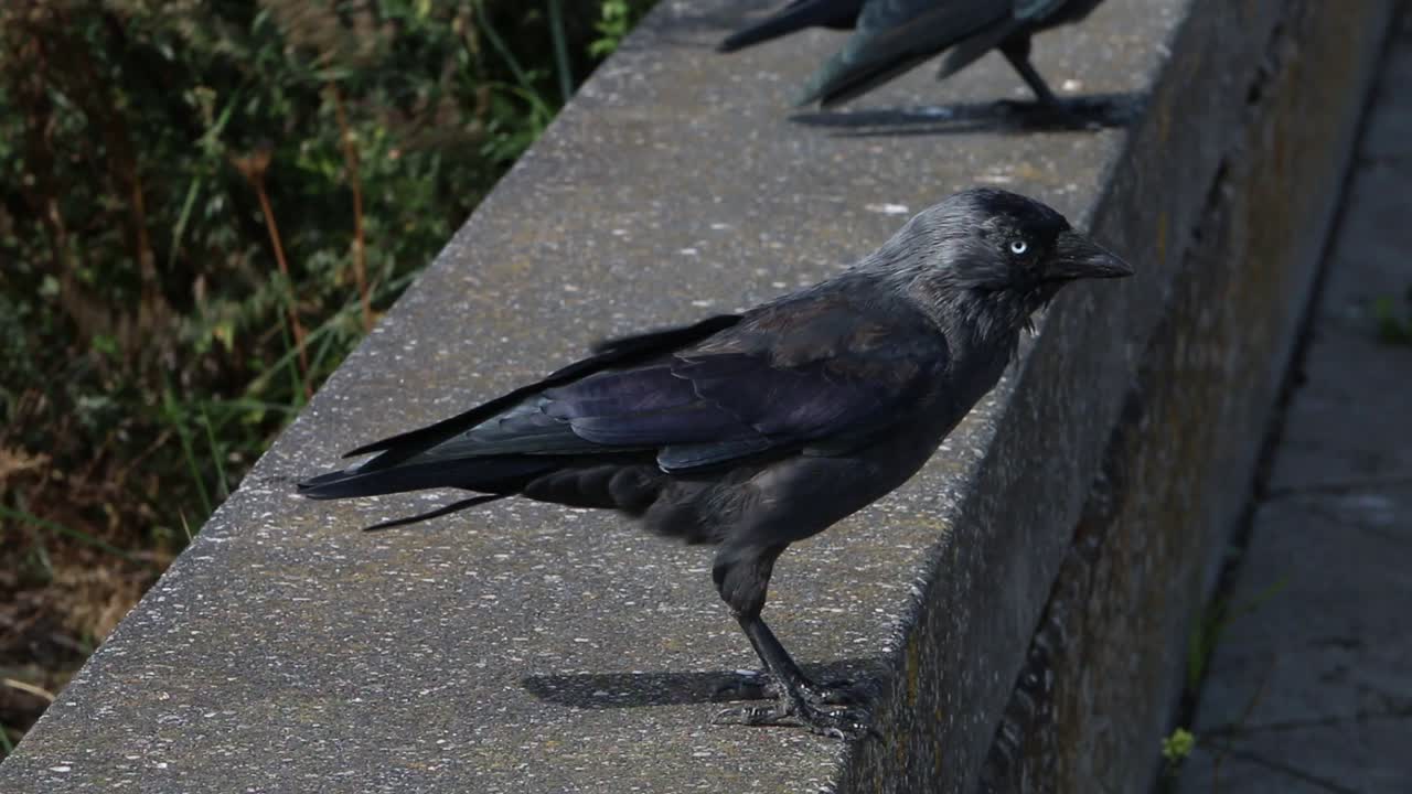 갈까마귀, 까마귀 monedula, 낮은 벽에. 네덜란드