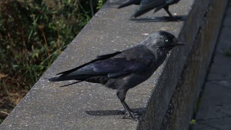 Dohle,-Corvus-Monedula,-Auf-Mäuerchen.-Niederlande