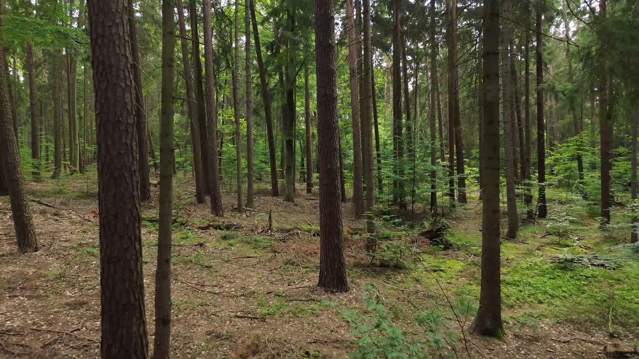explore el desierto europeo desde una vista de pájaro mientras el dron hace un fascinante vuelo a través del bosque besado por el sol, capturando la vibrante flora y el baile rítmico de las hojas.