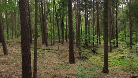 Explore-the-European-wilderness-from-a-bird's-eye-view-as-the-drone-takes-a-captivating-fly-by-through-the-sun-kissed-forest,-capturing-the-vibrant-flora-and-the-rhythmic-dance-of-leaves