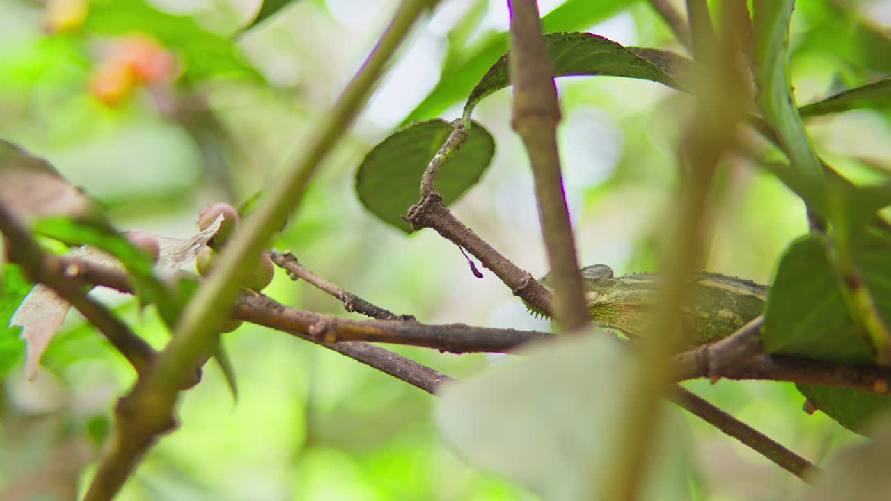 Flap necked chameleon Chamaeleo dilepis Chamaeleonidae family walking along branch in tropical vegetation in Kampala Uganda showing slow locomotion and camouflage, static telephoto shot