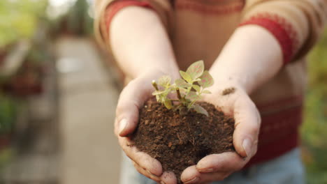 manos sosteniendo el suelo con la planta verde