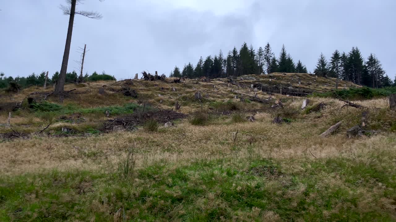 toma panorámica de la industria maderera de deforestación de bosques claros, corte de madera de árboles naturales en la colina de irlanda