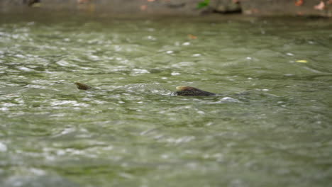 Chinook-Lachs,-Der-Im-Fluss-Gegen-Die-Strömung-Schwimmt