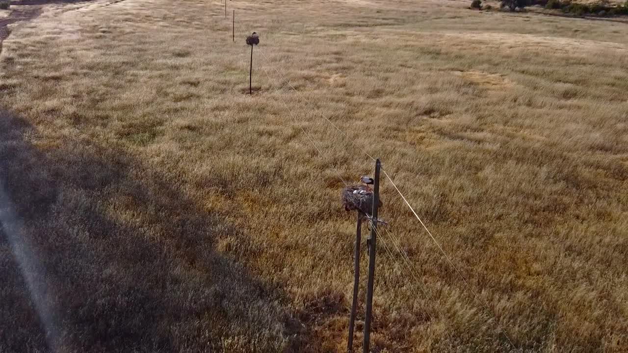 Slow Motion Aerial View of Alentejo - Portugal: From Above, Nature's Canvas - Wheat Fields and Nesting Storks