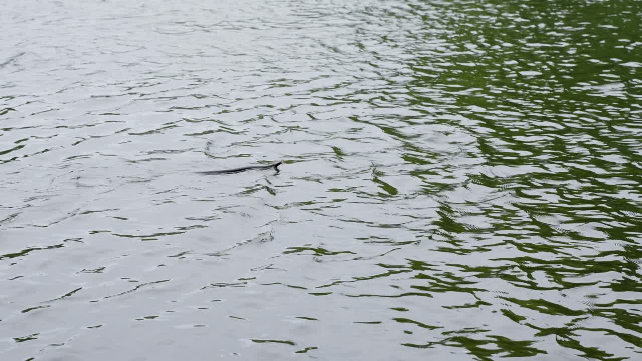 면마우스 강에서 수영. 60fps. 비버 벤드 확인