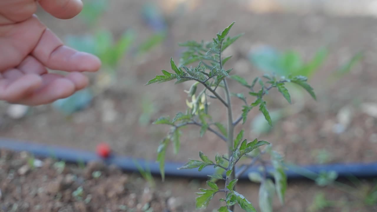 primer plano de una mano que llega para tocar suavemente las hojas de una pequeña planta de tomate