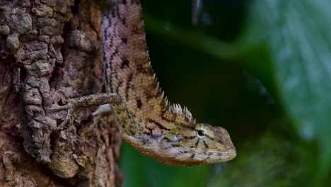 The-Oriental-Garden-Lizard-is-also-called-the-Eastern-Garden-Lizard,-Bloodsucker-and-Changeable-Lizard