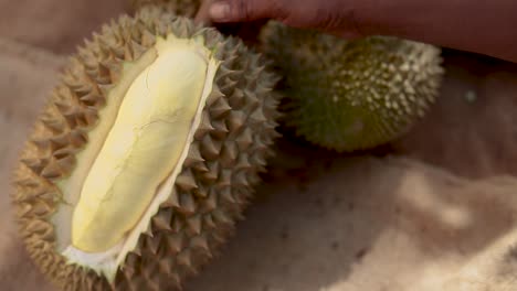 imágenes de primer plano de un hombre cortando y pelando durian con las manos