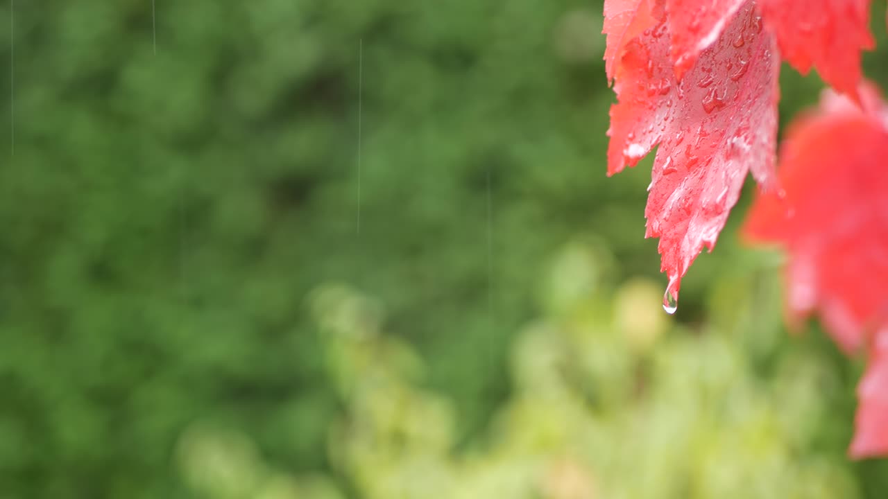 방울, 은 가을 메이플 나무 잎, 물방울, 우림의 은 낙 잎