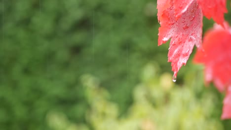 rain drops, red autumn maple tree leaves. water droplet, wet fall leaf in forest