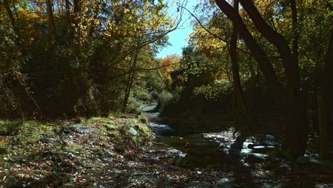 Arroyo-En-El-Bosque-En-Otoño