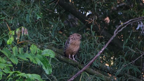 Camera-zooms-out-while-this-owl-is-seen-about-to-fly-from-within-the-bamboos,-Buffy-Fish-Owl-Ketupa-ketupu,-Thailand