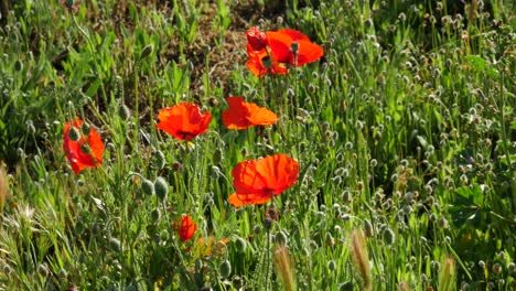 a few poppies with a bee flying around