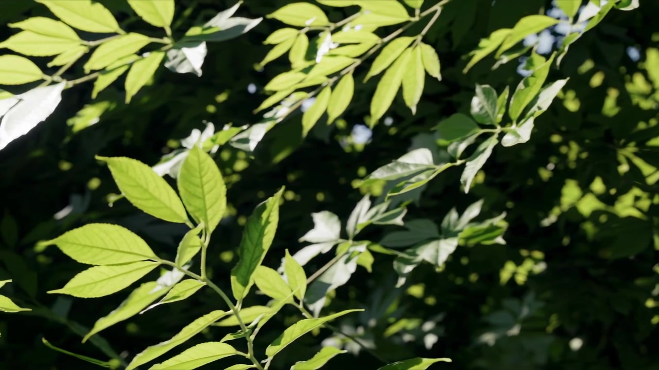 Sunlight Filtering Through Green Tree Leaves in Forest