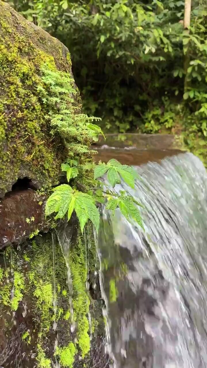 Pequeña cascada fluyendo sobre rocas cubiertas de musgo en un bosque exuberante