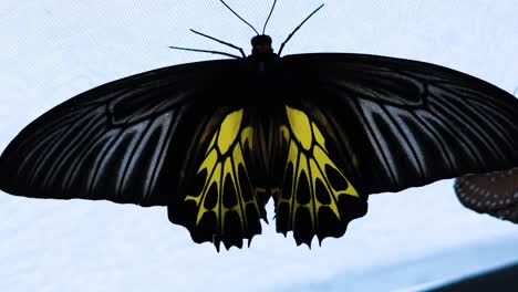 black and yellow butterfly