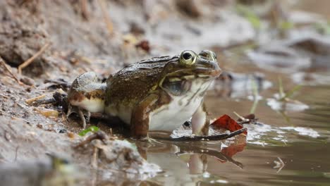 frog - water- rain .