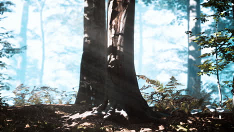 Sonnenstrahlen-Fallen-In-Einen-Nebligen-Wald