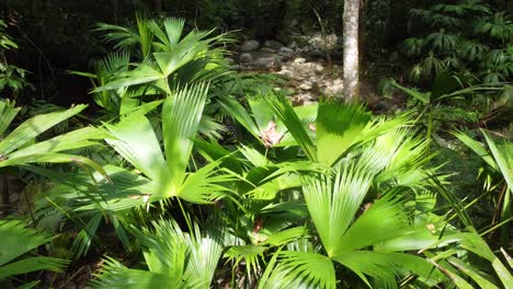 Lush-green-foliage-under-the-bright-sunlight-in-Santa-Marta,-Colombia,-tropical-forest-scene