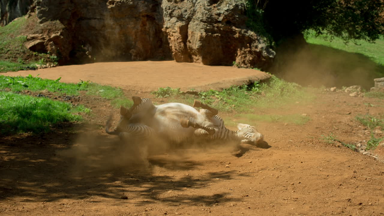 Zebra Grevy 04