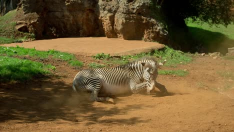 Cebra-Grevy-04