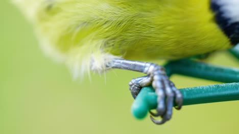 4K-Cinematic-slow-motion-macro-shot-of-a-birds'-feet-landing-on-a-bird-feeder