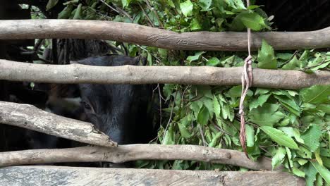 Baby-cow-calf-bull-are-grazing-natural-green-grass-vegetable-tree-leaves-branch-bushes-in-the-hut-cottage-in-countryside-rural-tiwn-in-nature-organic-livestock-animal-feeding-in-iran-mountain-forest