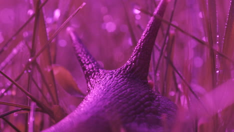 purple snail in grass