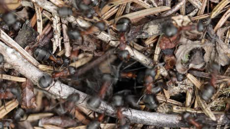 colina de hormigas silvestres en el bosque de cerca