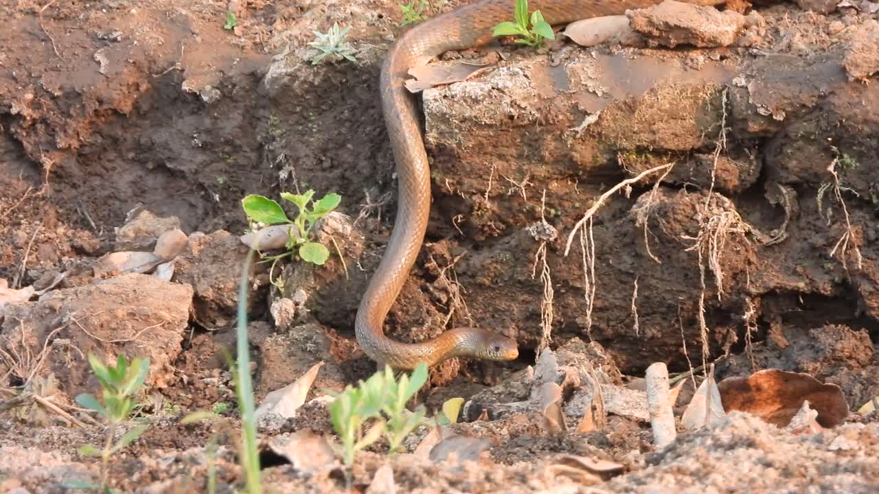 Rat snake finding frogs .