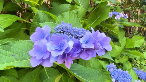 Vibrantes-Hortensias-De-Color-Púrpura-En-Plena-Floración-Rodeadas-De-Exuberantes-Hojas-Verdes-En-Un-Día-Soleado