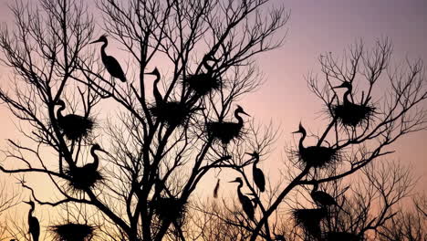 silhouettes of birds and nests in bare trees at twilight