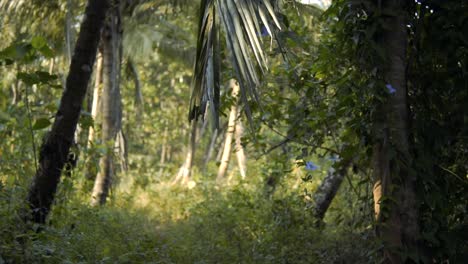 El-Sol-Brilla-A-Través-Del-Bosque-Profundo-Y-Las-Flores-Florecen-En-Una-Pequeña-Rama-De-Un-árbol