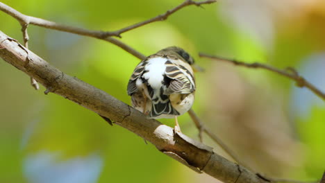 One-Female-Brambling-Bird-or-Mountain-Finch-on-Tree-Branch-Close-up---jumps-180-degree-and-flies-away