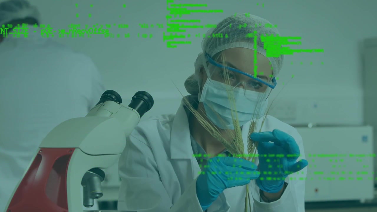 Scientist Examining Wheat Sample in Laboratory with Digital Data Overlay