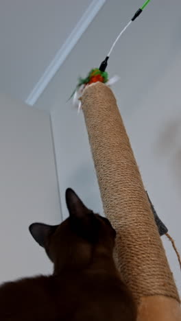 clever domestic cat. pedigree pet climbing indoors to catch a toy. brown purebred kitten at home. adorable burmese cat. vertical video
