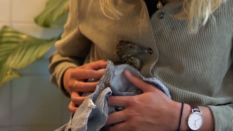 Flauschiges-Gänseküken-Wird-Von-Einem-Blonden-Mädchen-Mit-Einem-Handtuch-Abgetrocknet