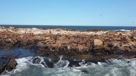 Leones-Marinos-En-Cabo-Polonia,-Uruguay:-Imágenes-De-Drones-De-Vida-Silvestre-Dinámica