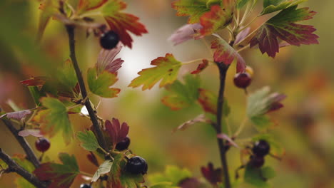 Schwarzer-Johannisbeerstrauch-Mit-Beeren-Und-Blättern-Im-Sommergarten